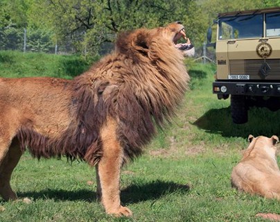 Camion safari