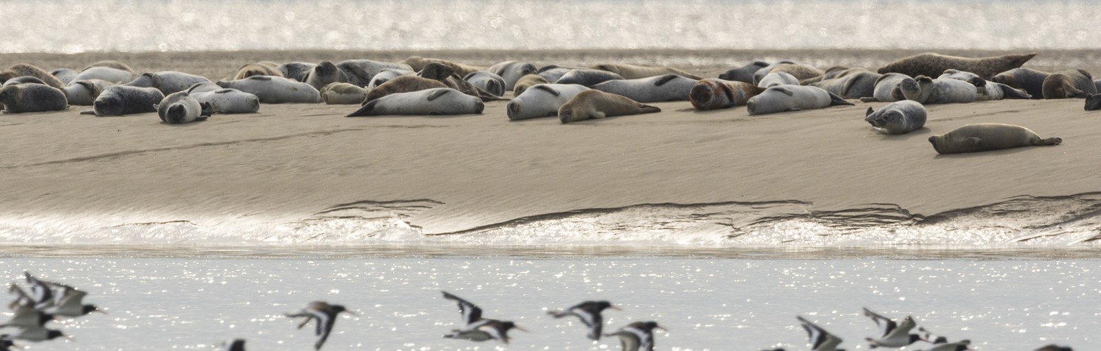 Phoques - baie de Somme