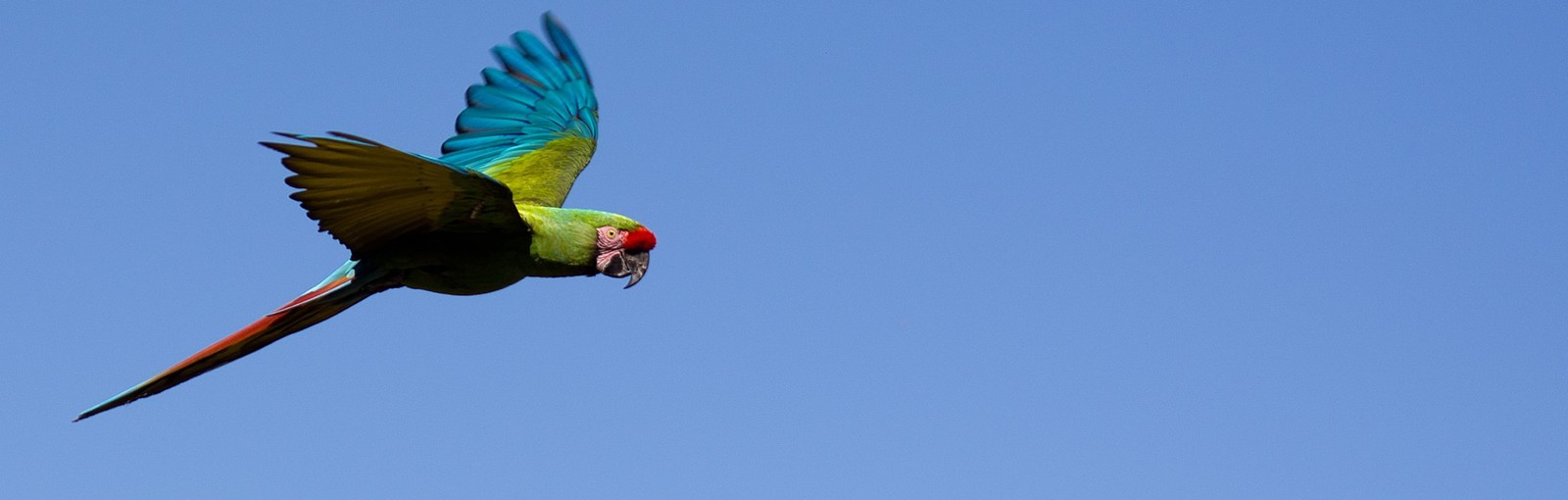 Vol de Perroquet