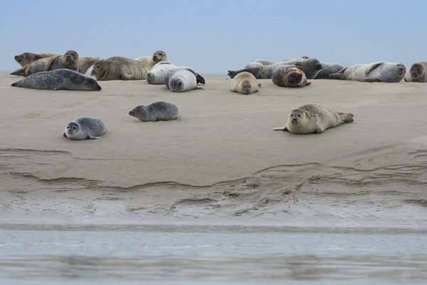 Baie de Somme - phoques - Crotoy - Hourdel