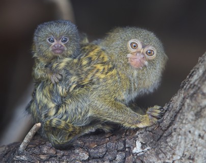 Ouistiti et son bébé
