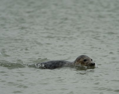 Phoques - Baie de Somme