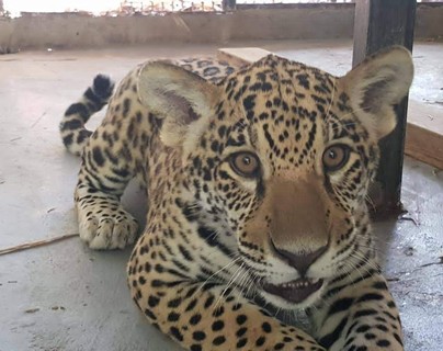 Jaguar parc