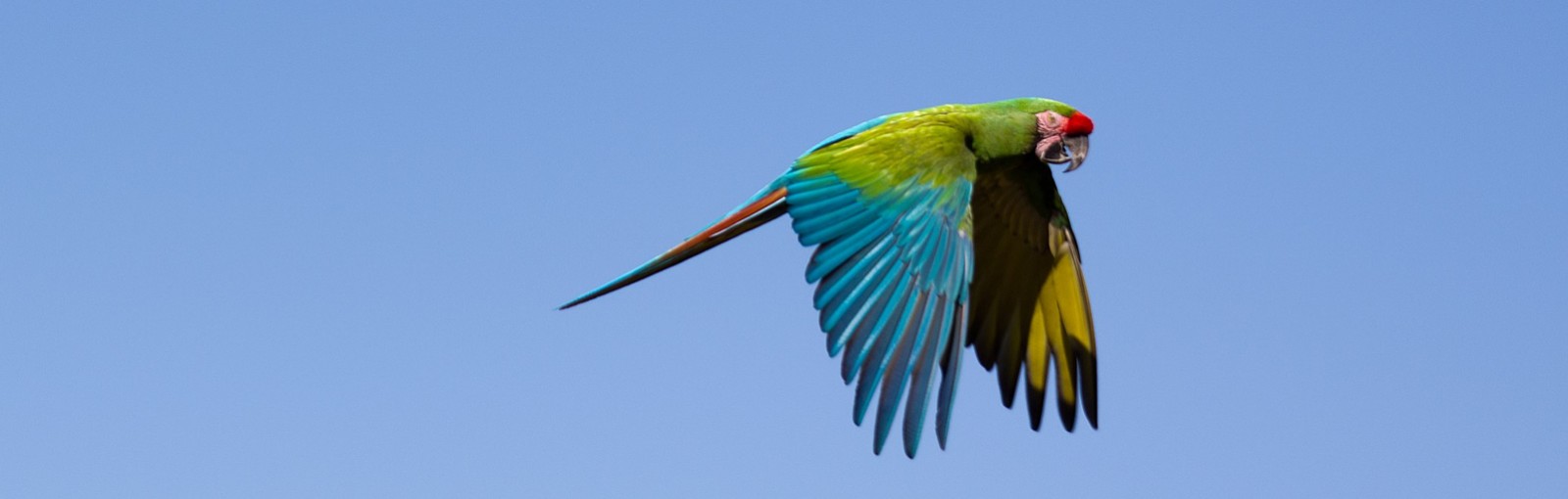 Vol de Perroquet