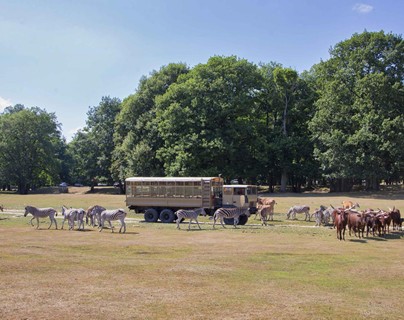 Camion brousse
