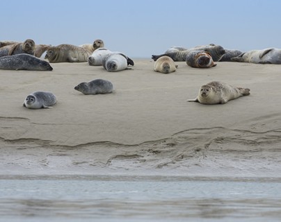 Phoques - Baie de Somme