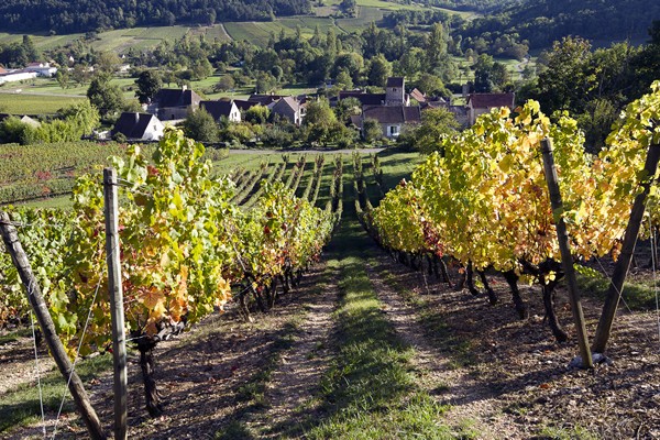 Vignes Auxey-Duresse