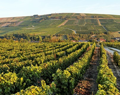 Vignes - Sancerre