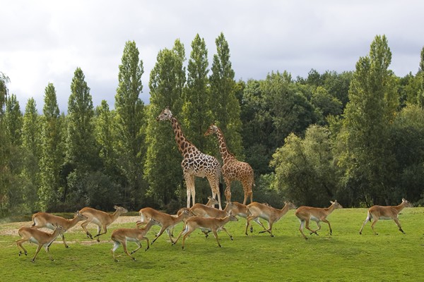 Safari en Ile-de-France girafes et antilopes